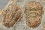 Asaphid Trilobite Mortality Plate - Impressive Display #227814-1
